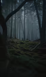 a small area with a lot of mossy green ground and trees