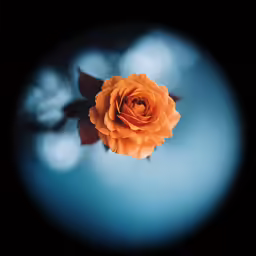 an orange flower and leaves in the dark