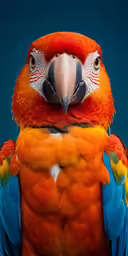 a red parrot with a yellow beak with its beak open