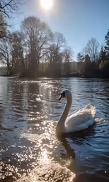 a swan is floating on the water, surrounded by the trees