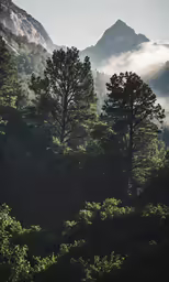 the mountains and trees are very tall in this forest