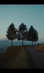 three trees on the top of a grassy hill