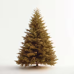 a white background of a small tree on the ground