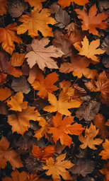 a bunch of leaf that is covering the ground