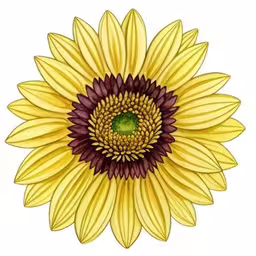 drawing of a sunflower by a pen and ink