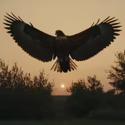 a bird flying in front of the sunset