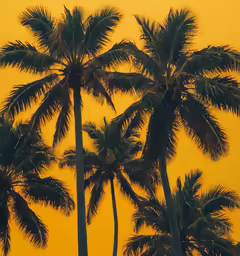 palm trees blowing in the wind on a yellow background