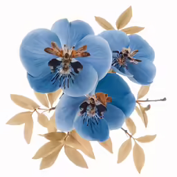 the delicate blue flowers are blooming on a white background