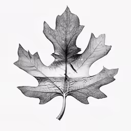 the underside of an oak leaf is shown in this image