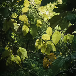 green leaves of the tree are changing colors