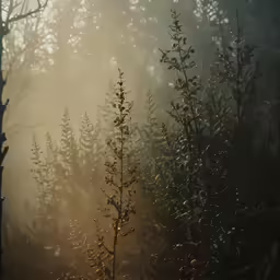 some bushes in the fog near a forest