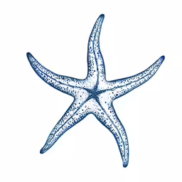 starfish illustration drawn in ink on paper
