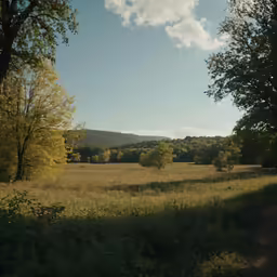 there is a tall field with trees in the back ground