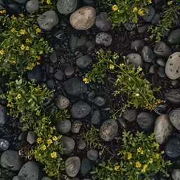 plants and stones with green leaves and yellow flowers