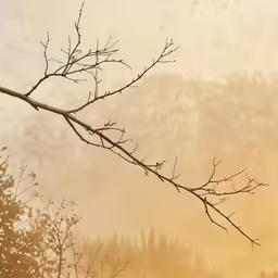 an image of branches in the mist on the top of mountain
