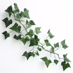 the plant is being displayed with its leaves