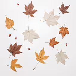 several autumn leaves and one autumn leaf on a white surface