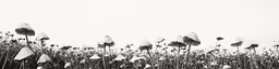 an artistic black and white photograph of many flowers