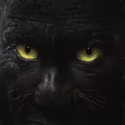 a black cat with yellow eyes staring directly at the camera