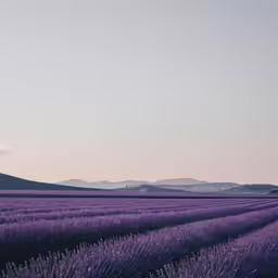 purple flowers that are in the middle of a field
