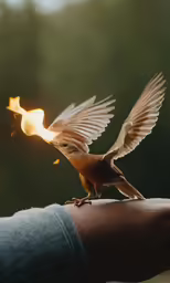 small bird landing on human arm with sun shining through