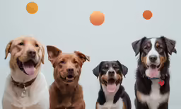 five dogs are smiling in a group