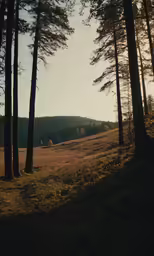 some tall pine trees on a hill next to some grass