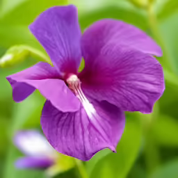 purple flower in a green plant with leaves