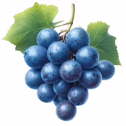 a bunch of grapes hanging from a vine