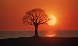 a sunset over the ocean with a tree near the water