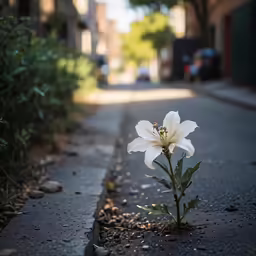 white flower on the side of a road