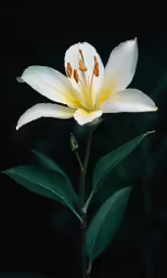 there is a white flower on the stem