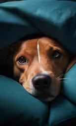 brown dog peeks out through the blankets