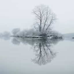 snow covered trees and water on a foggy day