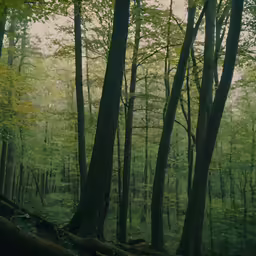a picture taken in the woods with trees