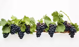 a group of grapes are arranged in a row