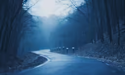 the road is dark and drab in the woods