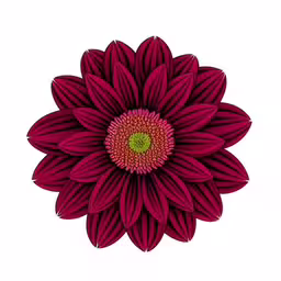 an isolated red flower with green center petals,a large red flower on a white background