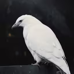 a white bird sitting on top of a black pot