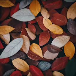 the leaves are shown in the close up