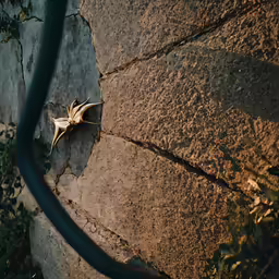 an insect sitting on the side of a large rock