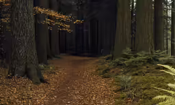a trail through the woods with lots of trees and bushes