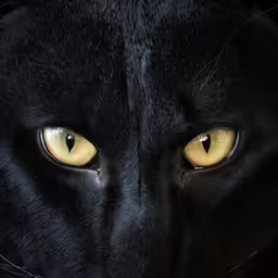 the black cat has yellow eyes and is staring