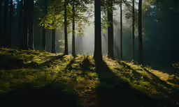 a forest that has light shining through the trees