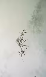 a small plant is in the water that is covering the water