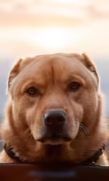 an adorable brown dog stares over a wooden surface
