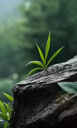 a single plant growing on top of a rock