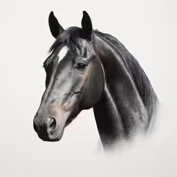 the grey horse is standing with his head turned towards the side