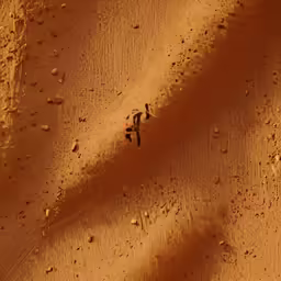 a dirt road is shown with footprints and plants