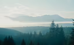mountains with clouds in the background and a row of pine trees with no leaves